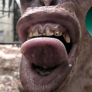 Chimpanzee Genet Snogging The Camera