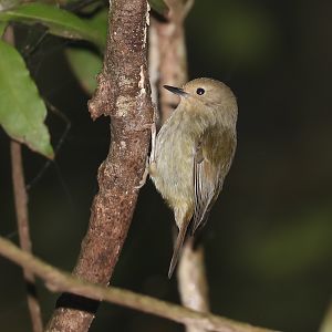 Large-billed Scrubwren