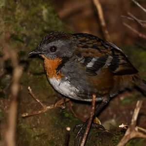 Australian Logrunner female