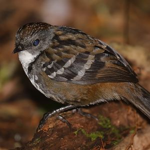 Australian Logrunner male