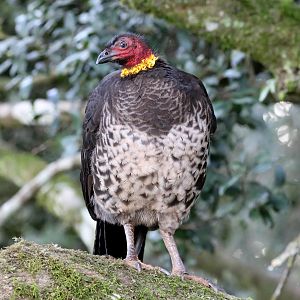 Australian Brush Turkey