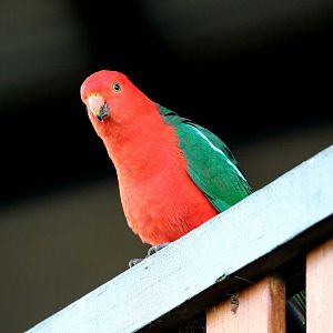 Australian King Parrot
