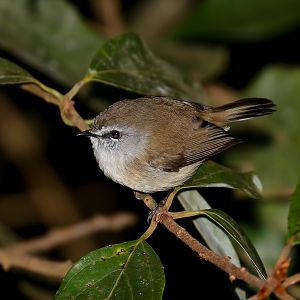 Brown Gerygone