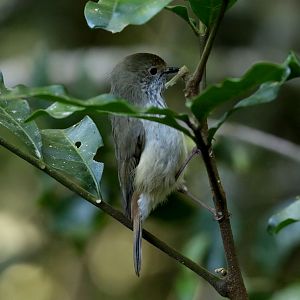 Brown Thornbill