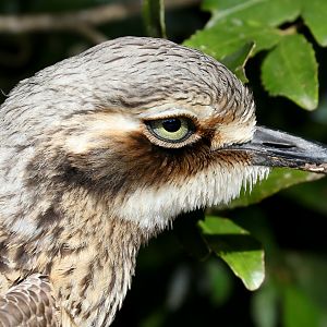 Bush Stone Curlew