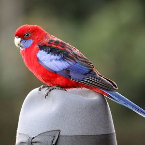 Crimson Rosella
