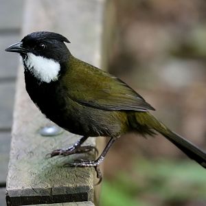 Eastern Whipbird