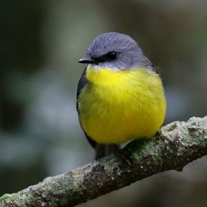 Eastern Yellow Robin