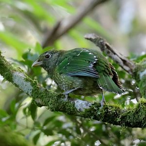 Green Catbird