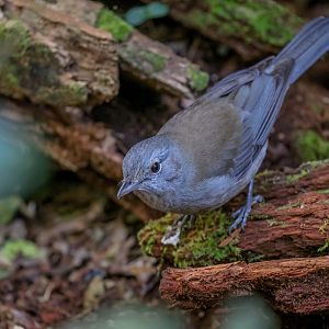 Grey Shrike Thrush