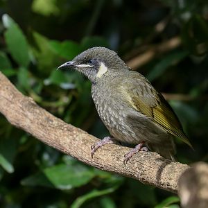 Lewin's Honeyeater