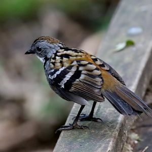 Australian Logrunner