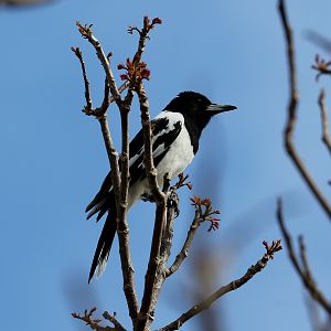 Pied Butcherbird