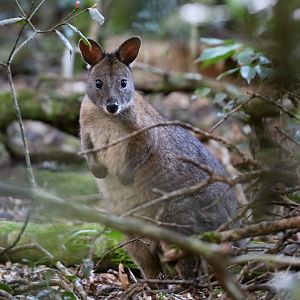 Red-necked Pademelon