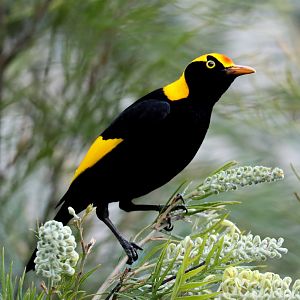 Regent Bowerbird