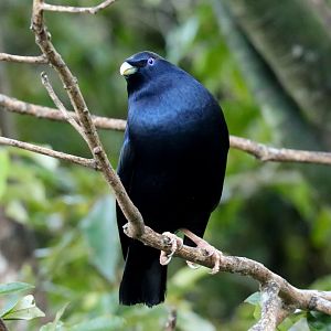 Satin Bowerbird