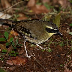 Yellow-throated Scrubwren