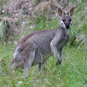 Whiptail Wallaby