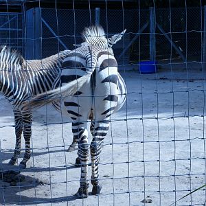 Hartmann's Mountain Zebra, August 2022