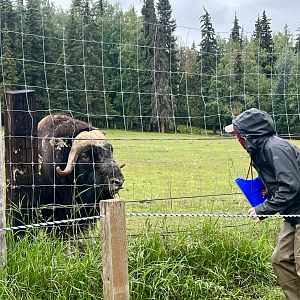 Muskox and keeper