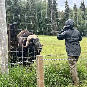 Muskox and keeper