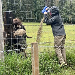 Muskox feeding