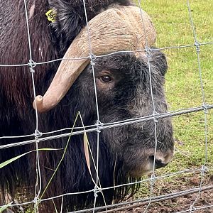 Muskox