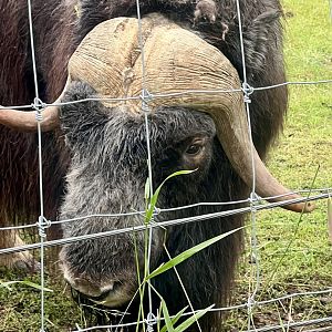Muskox