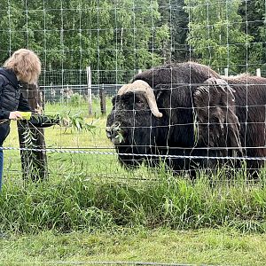 Muskox Bull with tour guide