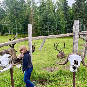 Reindeer bulls paddock