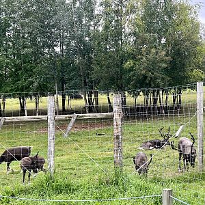 Reindeer cows and calves