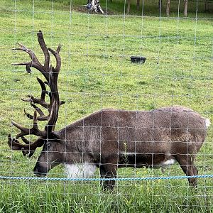 Bull Reindeer