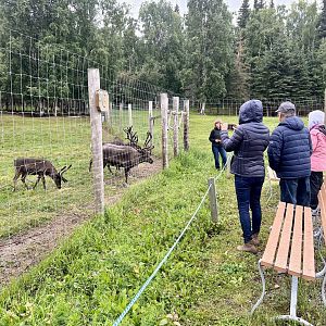 Reindeer and guests