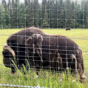 Muskox