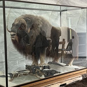 Muskox display