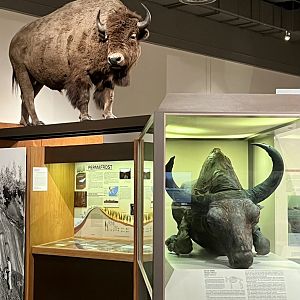 Plains and Steppe Bison