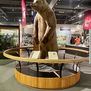 The Alaska Gallery