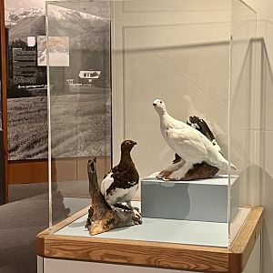 Ptarmigan