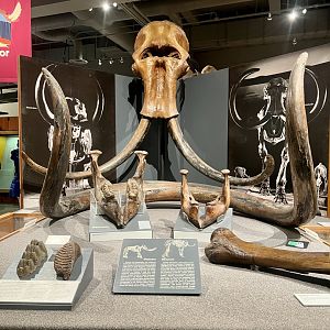 Mammoth and Mastodon Display