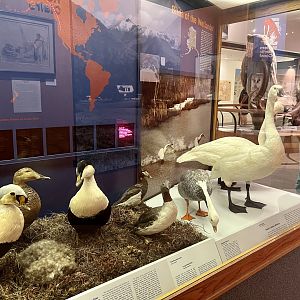 Tundra Birds of South-west Alaska