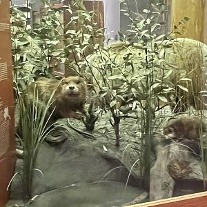 Beaver Display
