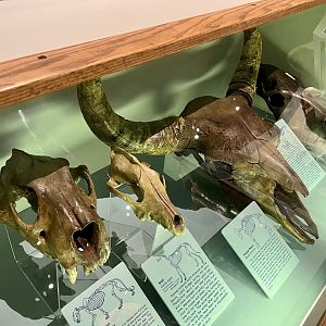 American Lion and Steppe Bison skulls