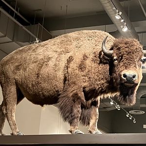Plains Bison