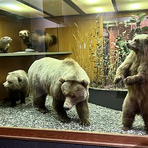 Brown Bears