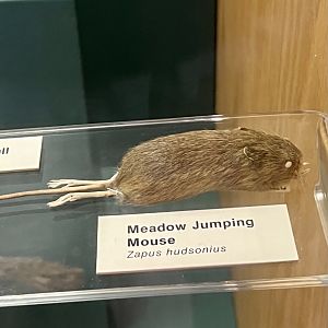 Meadow Jumping Mouse