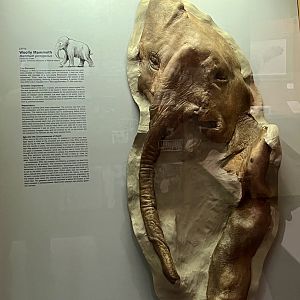 Mammoth mummy