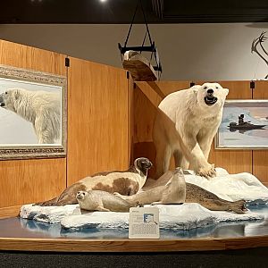 Arctic Seas display