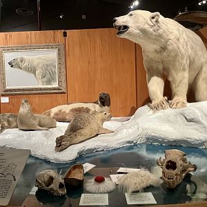 Polar Bear and Ice Seals