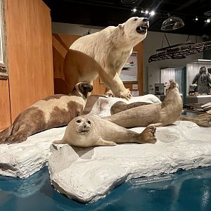 Spotted, Ringed, and Ribbon Seals