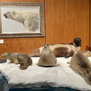 Ice Seals and Polar Bear artwork